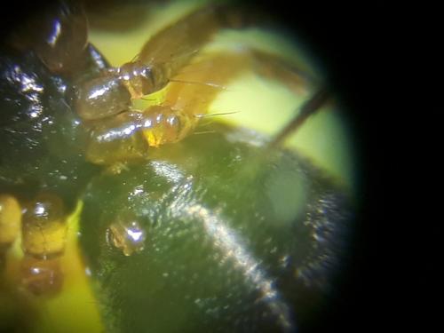 Tenuiphantes tenuis